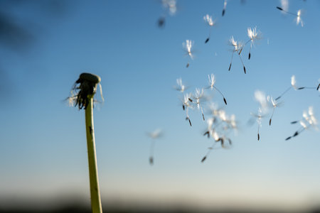 Flight of the seeds of a dandelion in the windの写真素材