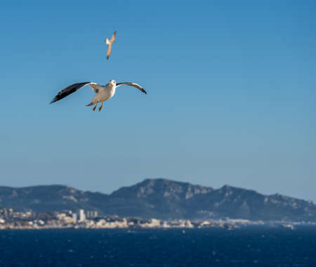 closeup of seagulls in front of vesuv mountain, naples, italyの写真素材