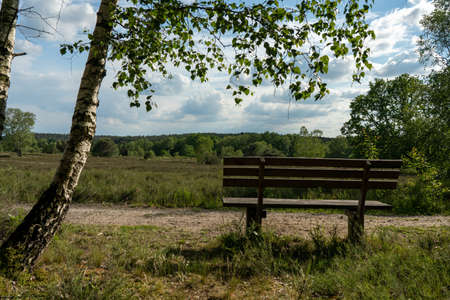 beautiful hillside landscape in the nature preservation area of the lueneburger heide, germanyの写真素材