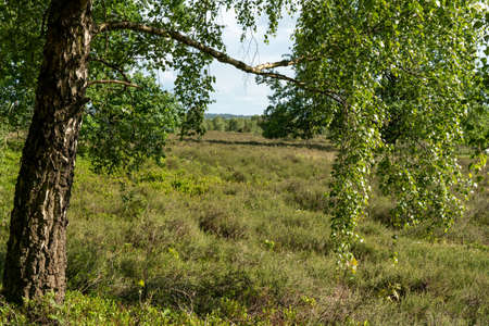 beautiful hillside landscape in the nature preservation area of the lueneburger heide, germanyの写真素材