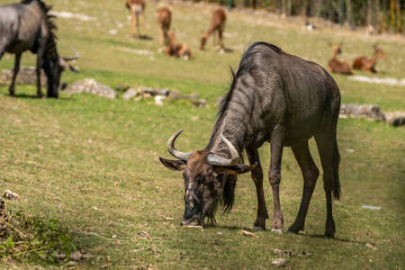 gnu grazing grass in a zoo, germanyの写真素材