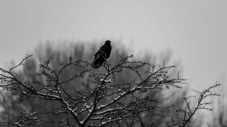 black and white urban nature: Crow perched on bare tree branchの写真素材