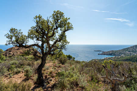 cap roux hiking trail In the red rocks of the Esterel mountains with the blue sea of the Mediterraneanの写真素材