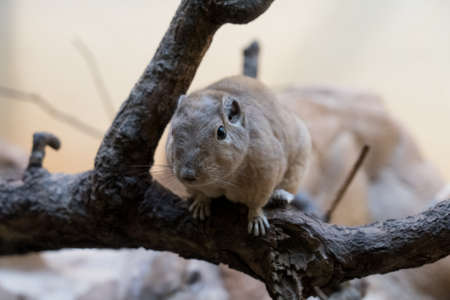 closeup of a gundi on a treeの写真素材