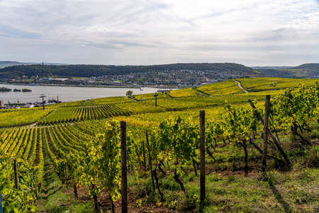 View on vineyards, rhine during fall in ruedesheim, middle rhine valley, germanyの写真素材