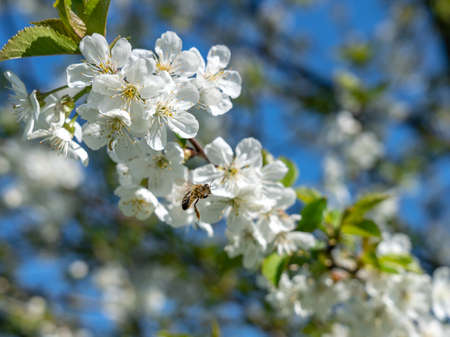 apple tree blossom with close up of flowers in frankfurt, germanyの写真素材