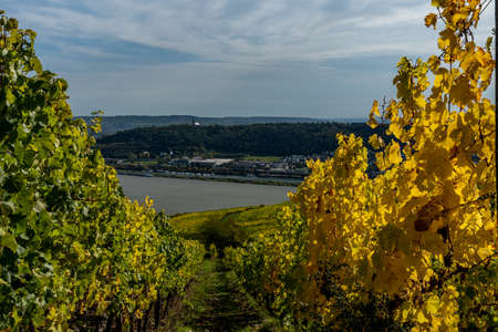 View on vineyards, rhine during fall in ruedesheim, middle rhine valley, germanyの写真素材