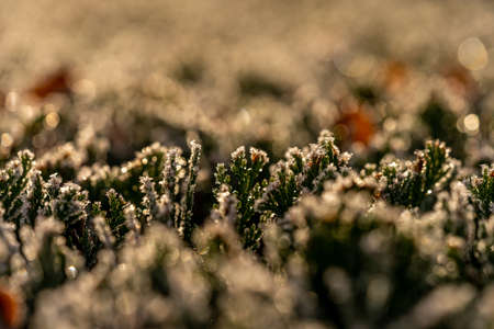 macro detail of plants in winter time, germanyの写真素材