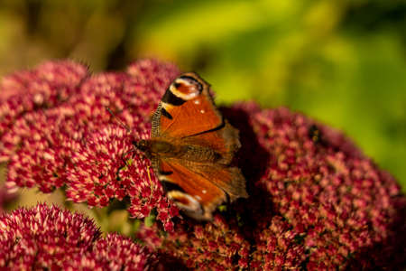 closeup of a red butterfly on red flower, rhoen, hesse, germanyの写真素材
