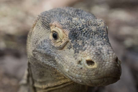 closeup of an iguana in the zoo of Frankfurt am Main, Germanyの写真素材