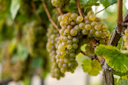 View on vineyards, rhine during fall in ruedesheim, middle rhine valley, germanyの写真素材