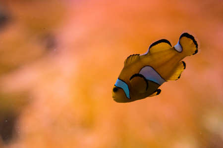 closeup of the famous clown fishの写真素材