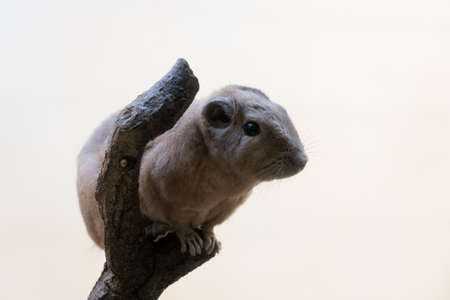 closeup of a gundi on a treeの写真素材