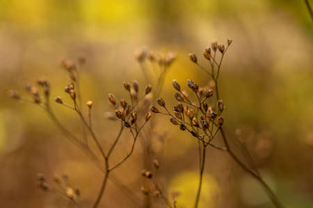 closeup of flowers with nice yellow bokeh in rhoen, hesse, germanyの写真素材