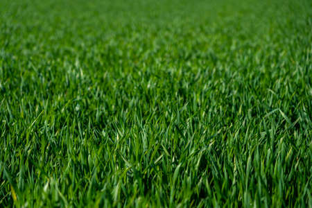 close up of green grass field in springtime, frankfurtの写真素材