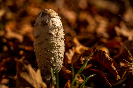closeup of fungus in rhoen, hesse, germanyの写真素材