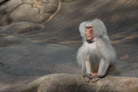 closeup of a baboon monkeyの写真素材