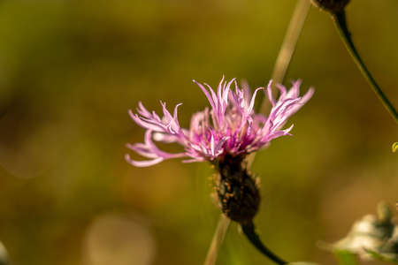 closeup of dry flowers in front of sun rhoen, hesse, germanyの写真素材