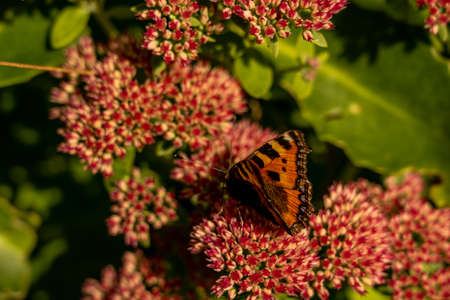 closeup of a red butterfly on red flower, rhoen, hesse, germanyの写真素材