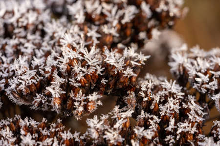 crystal ice on wood and plants in winter timeの写真素材