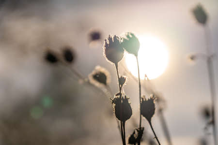 closeup of dry flowers in front of sun rhoen, hesse, germanyの写真素材