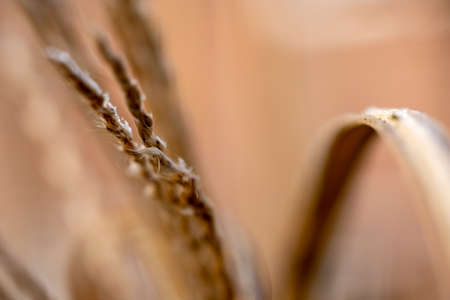 A beautiful dry plant lit by the setting sun. A plant in the autumn forest. Bush in the fall. Macro of a beautiful brown plant.の写真素材