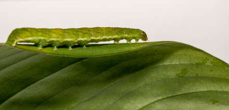 close up of Angle Shades caterpillar on a green leaf on a white backgroundの写真素材