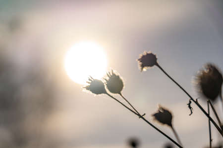closeup of dry flowers in front of sun rhoen, hesse, germanyの写真素材