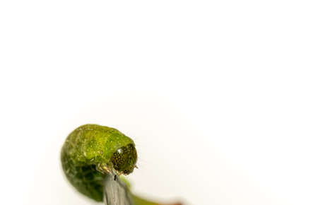 close up of Angle Shades caterpillar on a green leaf on a white backgroundの写真素材