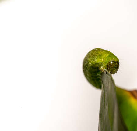 close up of Angle Shades caterpillar on a green leaf on a white backgroundの写真素材