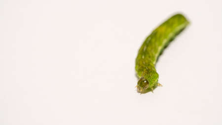 close up of Angle Shades caterpillaron a white backgroundの写真素材