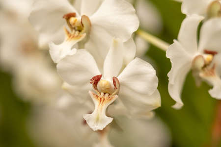 beautiful orchid blossom in spring timeの写真素材