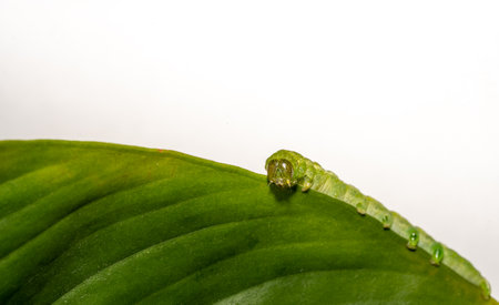 close up of Angle Shades caterpillar on a green leaf on a white backgroundの写真素材