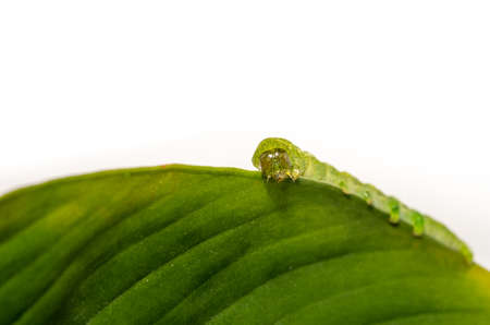 close up of Angle Shades caterpillar on a green leaf on a white backgroundの写真素材