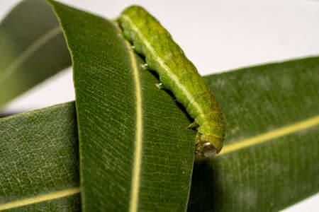 close up of Angle Shades caterpillar on a green leaf on a white backgroundの写真素材