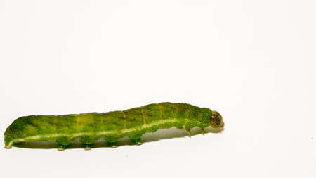 close up of Angle Shades caterpillaron a white backgroundの写真素材
