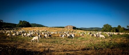 Herd of sheep scattered over a field of wheat with background in tuff cottage in the Tuscany countrysideの写真素材