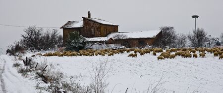 Ancient farmhouse with sheep gathered around after a snowstormの写真素材