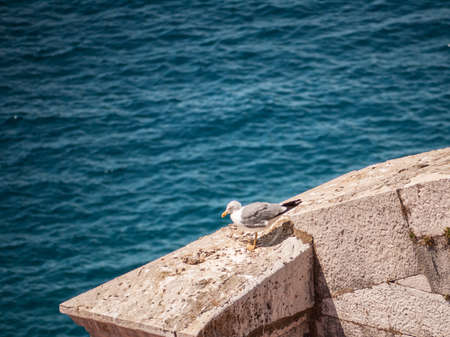 Seagull on a wallの写真素材