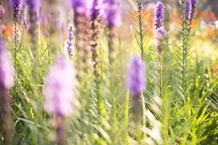 Lavender flowers and sun light in foreground in koreaの写真素材