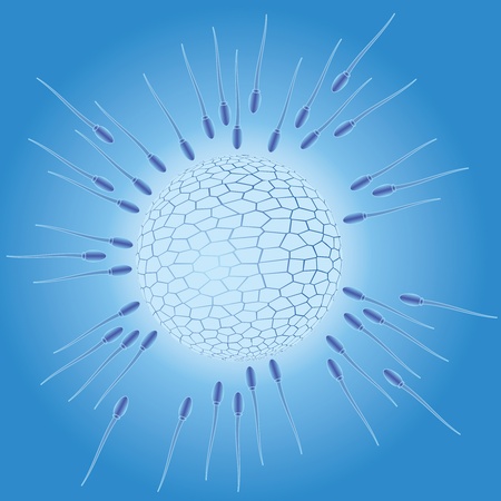 Male sperm going to the female egg.のイラスト素材