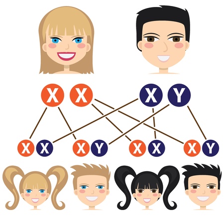 Scheme of gender dependency from chromosomes on the white background.のイラスト素材