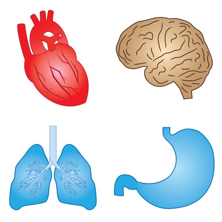 Set of cartoon images of human organs on the white background.のイラスト素材
