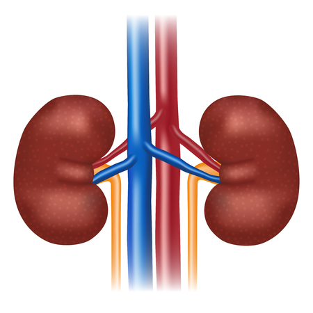 Illustration of healthy kidneys on the white background.のイラスト素材