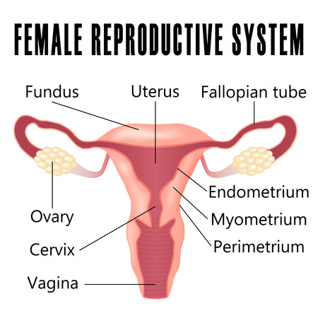 Female reproductive system, the uterus and ovaries scheme.のイラスト素材