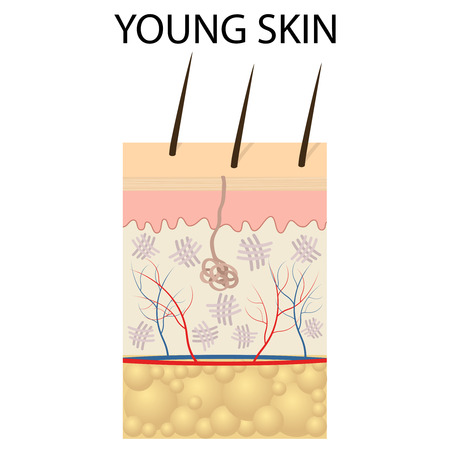 Young skin. Collagen and elastin form the structure of the dermis making it tight and plump.のイラスト素材