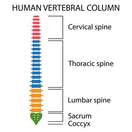 Vertebral Column spine structure of human body. View with all vertebrae groups. cervical, thoracic, lumbar, sacrum and coccyx.のイラスト素材