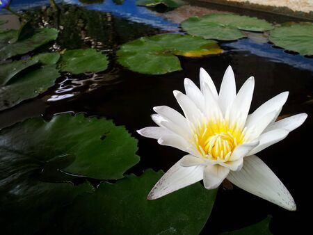 white lotusの素材