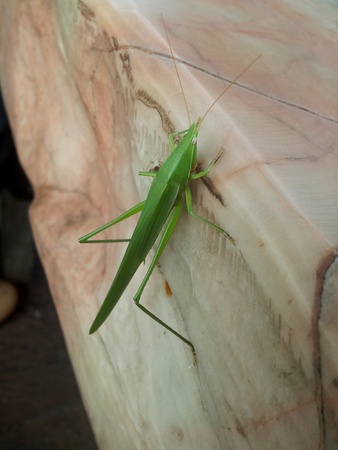 Green grasshopperの素材