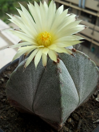 Yellow cactus bloomの素材